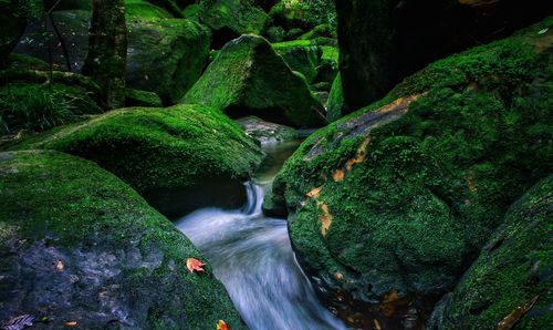 Scenic view of waterfall in forest