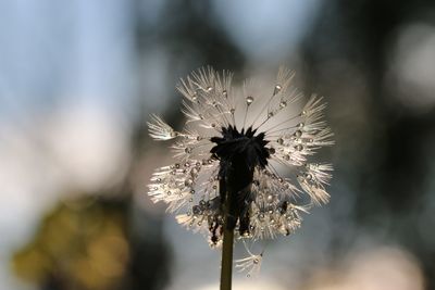 Close-up of wilted plant