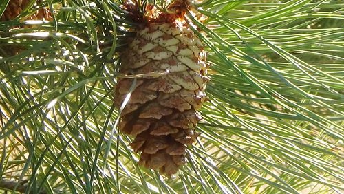 Low angle view of pine cone on tree