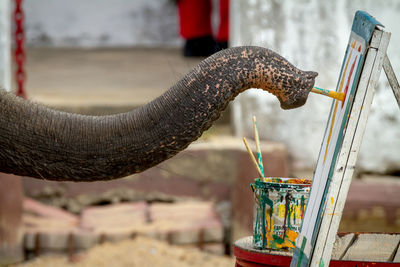 Cropped image of elephant painting on canvas using paintbrush