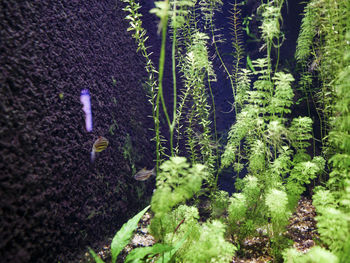 Close-up of flower plants