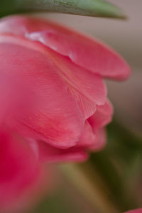 Close-up of pink rose flower