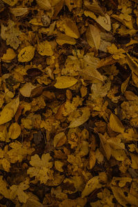 Full frame shot of dried leaves on field