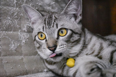 Close-up portrait of a cat