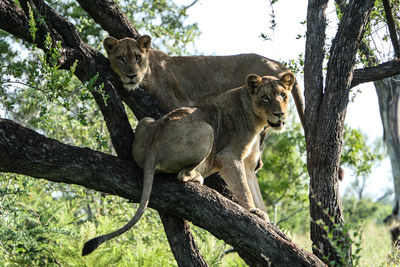 View of two cats on tree