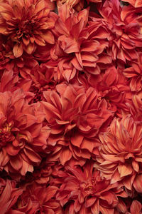 Dark red chrysanthemums, autumn flowers. macro photography. floral background. gift card, 