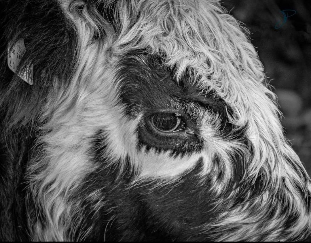 one animal, animal themes, close-up, animal hair, domestic animals, day, outdoors, mammal, no people