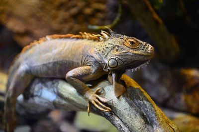 Close-up of lizard on rock