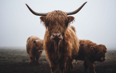 Close-up of cow