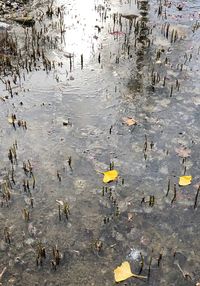 High angle view of birds swimming in lake