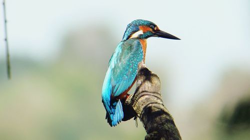 Close-up of kingfisher