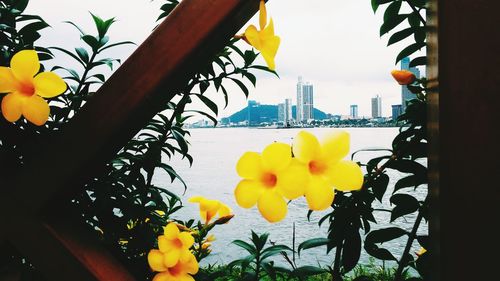 Yellow flowers blooming in park