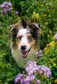 Portrait of a dog on field
