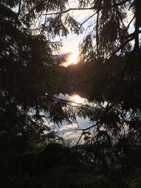 Silhouette trees by lake in forest against sky at sunset