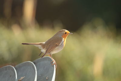 Close-up of bird perching