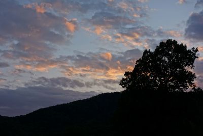 Low angle view of silhouette tree against sky during sunset