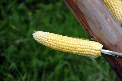 Close-up of yellow and leaf