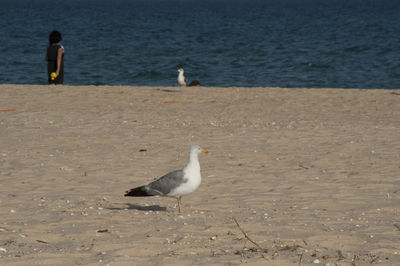 Seagull perching on shore