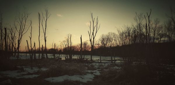 Silhouette plants in winter landscape against sky during sunset