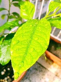 Close-up of raindrops on leaf