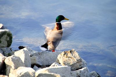 Ducks on rock by lake