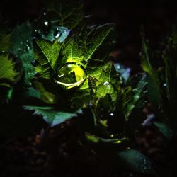 Close-up of wet plant