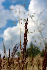 Close-up of plant against blurred background