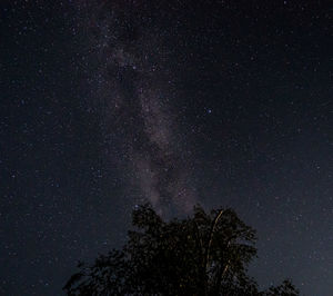 Low angle view of trees against star field at night