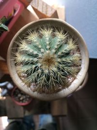 Directly above shot of potted cactus