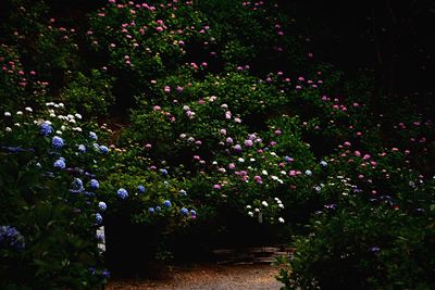 Colorful flowers in garden