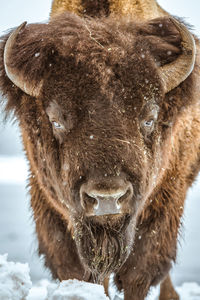 Close-up of cow