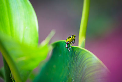 Close-up of frog on leaf