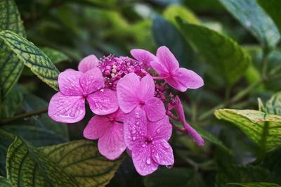 Close-up of pink flowers