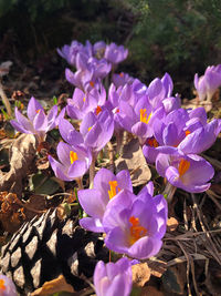 Close-up of purple crocus flowers on field