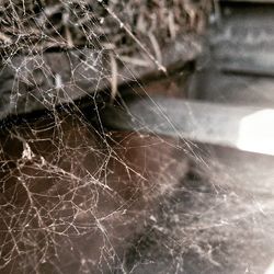 Close-up of spider web