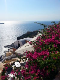 High angle view of bougainvillea growing on tree by houses at santorini