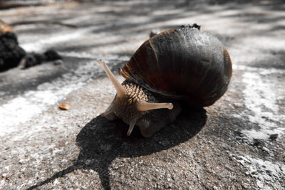 Close-up of snail