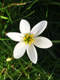 Close-up of white flower blooming outdoors