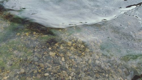 High angle view of fish swimming in lake