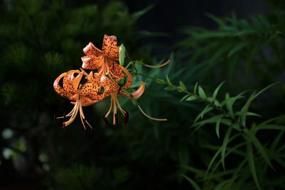 Close-up of flower