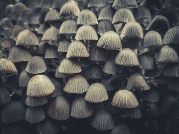 Full frame shot of mushrooms