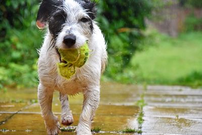 Portrait of dog