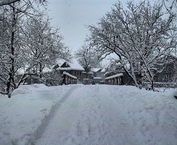 Bare trees on snow covered landscape