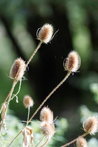 Close-up of flowers against blurred background