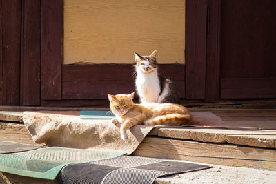 Close up two sleepy cats on doorstep in sunshine concept photo