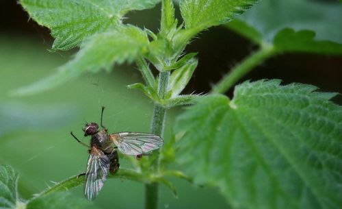 Close-up of insect on leaf