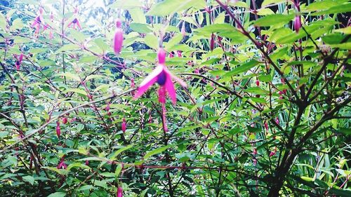 Low angle view of pink flowers