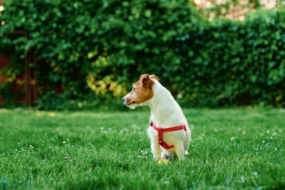 Cute dog portrait on summer meadow with green grass