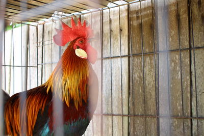 Close-up of rooster in cage