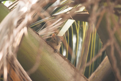 Low angle view of squirrel on coconut palm tree